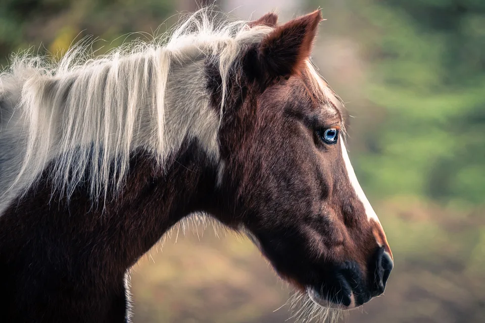 Zwei Pferde im seitlichen Portrait