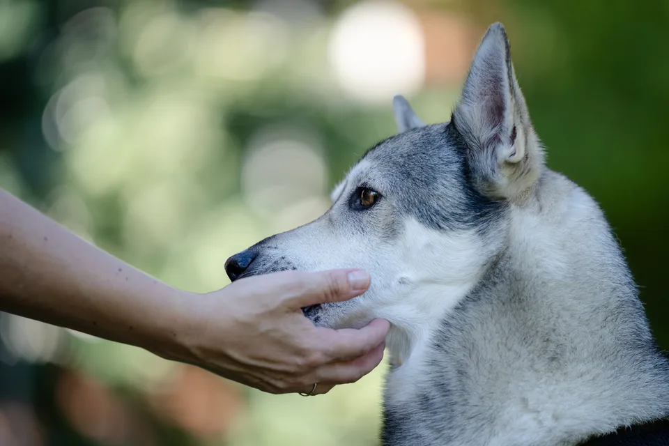 Ein Hund richtet seinen Blick auf eine ihm ruhig entgegengehaltene Hand
